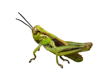 Yeşil çekirge böceğinin şeffaf arka planda izole edilmiş hali. Çekirge vücudu, bacakları ve anteninin detaylı görünümü, eğitim, bilimsel, doğa veya tasarım amaçları için kullanışlıdır