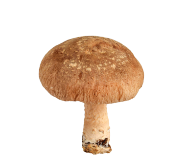 Tek bir dik Shiitake mantarı, şeffaf kesitin kapağını ve gövdesini gösteriyor.