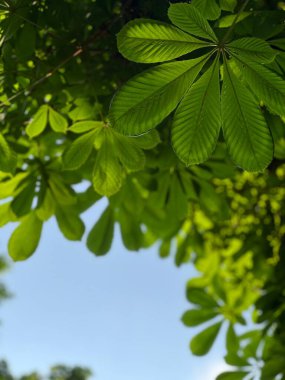 Kestane yaprağının ayrıntılı yakın çekimi, karmaşık damarlarını ve canlı yeşil rengini gözler önüne seriyor. Doğal doku ve ince detaylar yaprağın güzelliğini vurgular, doğanın temaları, bitki fotoğrafçılığı ve mevsimsel değişiklikler için mükemmeldir.