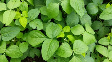 yeşil yapraklar, bitkiler ve yapraklar