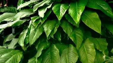 Canlı yeşil yapraklar yoğun bir şekilde paketlenmiş, doğal güzelliği ve dingin tropikal bir ortamda canlı büyümeyi sergiliyor. Doğa temalı projeler, çevre bilinci kampanyaları veya sükunet ve yeşilliğin özünü tasvir etmek için ideal.