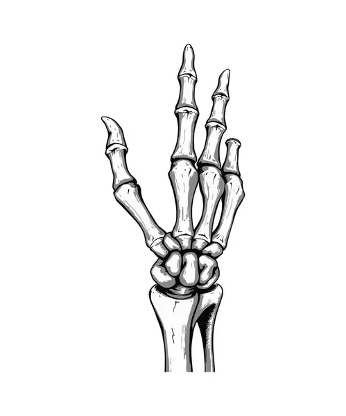 iskelet vektör sanat çizimi