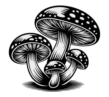 Mashroom vektör sanatı illüstrasyon grafiği