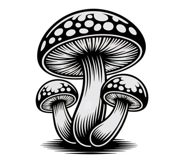Mashroom vektör sanatı illüstrasyon grafiği