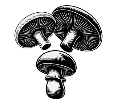 Mashroom vektör sanatı illüstrasyon grafiği