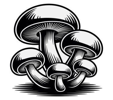 Mashroom vektör sanatı illüstrasyon grafiği