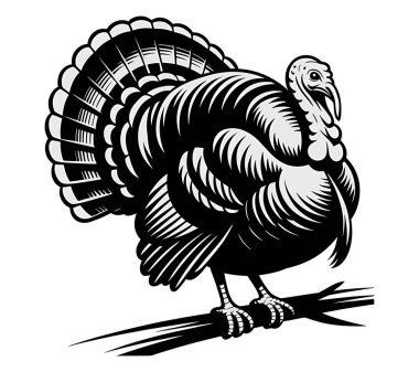 Türkiye vektör sanat illüstrasyonu grafiği