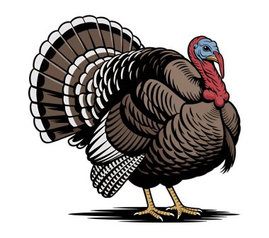 Türkiye vektör sanat illüstrasyonu grafiği