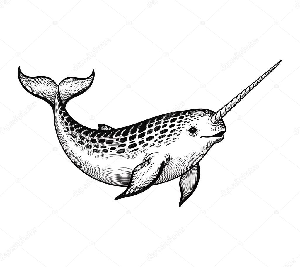 Narwhal vector illustration graphic
