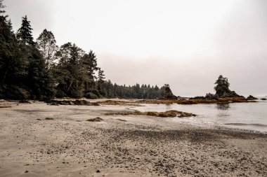Engebeli kıyı kaya oluşumları, yumuşak kumlu plajlar ve sık yeşil ormanlarla dolu sakin bir Pasifik kıyı şeridi. Sisli atmosfer ve sessiz tonlar sakin ve el değmemiş bir manzara yaratır..