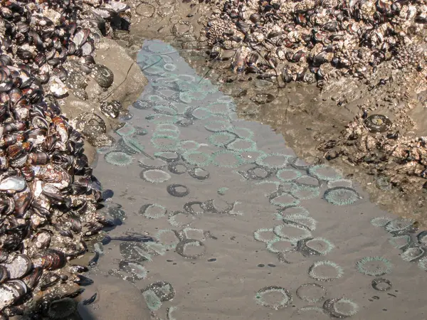 Canlı bir gelgit havuzu, kayalık oluşuma tutunan yoğun midye kümeleriyle çevrili sığ sularda yuva yapmış yeşil deniz şakayıklarını gösteriyor. Gelgit bölgelerinin zengin biyolojik çeşitliliğini vurguluyorlar..