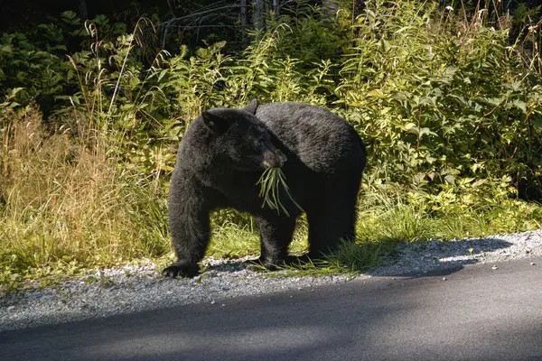 Büyüleyici bir siyah ayı, Vancouver Adası, Britanya Kolumbiyası 'ndaki manzaralı bir yol kenarında taze çimlerde otlamak için mola verir ve Kanada vahşi hayatının özünü yakalar..
