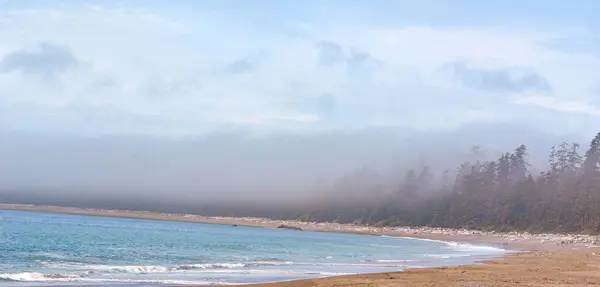 Kanada, Vancouver Adası 'nda sisli bir kıyı şeridi. Kumlu bir sahil, yemyeşil bir ormanla kesişiyor. Sakin mavi sular ve sisli ufuk huzurlu bir kıyı manzarası yaratır..