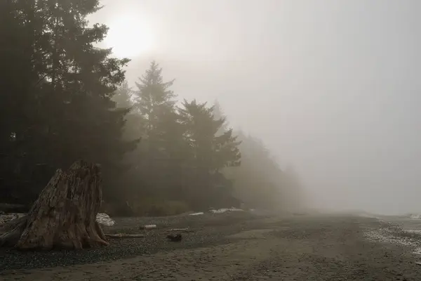 Kanada 'nın Pasifik Sahili' nde karamsar ve sisli bir sabah sahnesi. Bu kumlu sahil, sisli gündoğumu kucaklaşmasıyla melankolik bir hissi tasvir ediyor..