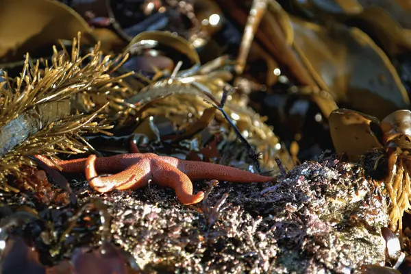Pasifik Sahili 'nin parıldayan yosunları arasında turuncu bir denizyıldızına yakın çekim yapmak. İngiliz Kolombiyası 'nın engebeli kıyılarında çekilen bu fotoğraf, karmaşık güzelliği ve biyolojik çeşitliliği kutluyor..