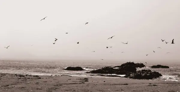 Martıların zarif bir şekilde kayalık bir kıyı şeridinde süzüldüğü sakin bir sahil manzarası. Sisli atmosfer yumuşak dalgalar ve kumlu plajlarla harmanlanarak sakin ama dinamik bir an yaratıyor.. 