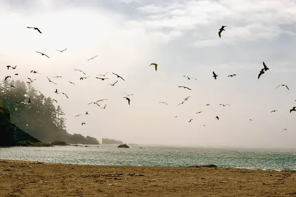 Vancouver Adaları 'nın batı kıyısındaki sisli bir sahilde bir martı sürüsü süzülüyor. Pasifik 'in sakin suları engebeli kayalıklarla ve kumlu bir kıyı şeridiyle buluşarak sakin bir sahil manzarası yaratıyor..