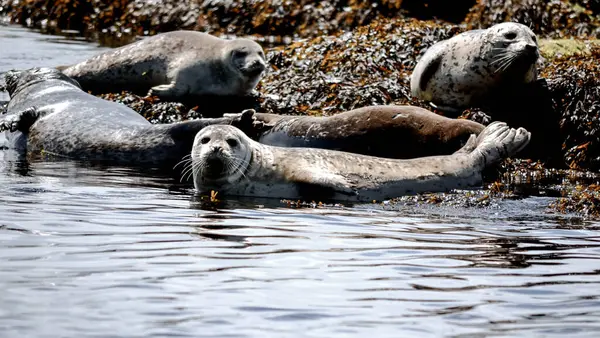 Liman fokları deniz yosunlarıyla kaplı bir kıyı şeridinde güneşlenerek sakin kıyı sularında güneşlenirler. Pürüzsüz, benekli vücutları engebeli deniz ortamına karşı koyuyor..