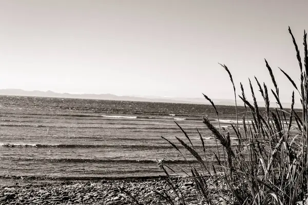 Rocky Sahili 'ndeki Serene Meadow Shoreline. Yüksek kaliteli fotoğraf Vancouver Adaları 'nın sakin kıyı şeridi kayalık bir sahil ve çimenli bir kıyı şeridinin siyah-beyaz görüntüsüyle.