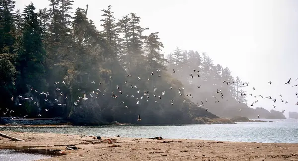 Canlı bir kuş sürüsü, Kanada 'nın Vancouver Adası' ndaki sakin bir plajda uçuyor. Etrafı sisli yeşil ormanlarla ve ışıl ışıl kıyı sularıyla çevrili..