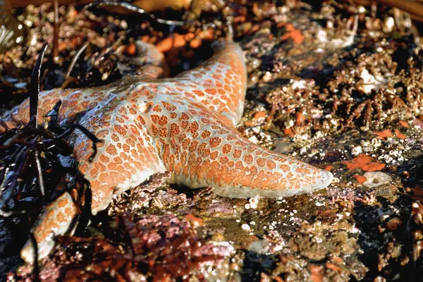 Portakal benekli bir denizyıldızının karmaşık güzelliği Vancouver Adaları Pasifik sahil şeridindeki gelgit havuzlarının arasına yerleşmiştir. Bu çarpıcı deniz yaşamı canlı biyolojik çeşitliliği sergiliyor..