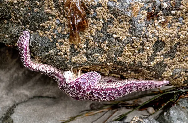Deniz yaşamının canlı güzelliği, midye kaplı bir kayaya yapışmış mor bir denizyıldızının bu yakın çekimi.. 