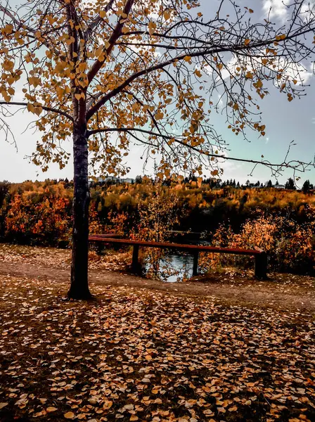 Sakin bir sonbahar sahnesinde altın yapraklı bir ağaç sessiz bir patikaya nazikçe dağılmış. Arkaplanda sıcak bir sonbahar yeşilliği ve sakin bir nehir kenarı yer alıyor..