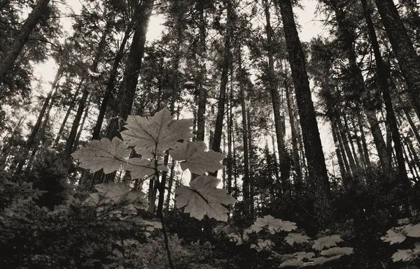 Düşük seviyeli bir ormanın büyüleyici tek renkli görüntüsü, gökyüzüne uzanan yüksek ağaçlar. Ön plandaki yaprakların karmaşık kontrastı ve sık ormanlık zemin bir huzur ve bağlantı hissi uyandırıyor..