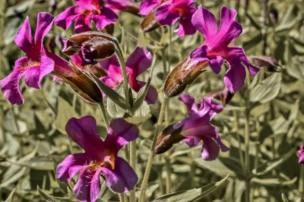 Canlı mor maymun çiçekleri eşsiz trompet şeklindeki çiçeklerini ve tüylü gövdelerini, güneşli bahar manzaralarında sergiliyor. Zengin renkleri ve narin yapılarıyla tanınan bu kır çiçekleri sık sık çayırlarda ve dereler boyunca bulunur..