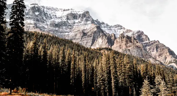 Kanada 'daki Banff Ulusal Parkı' nda yoğun bir orman olan Evergreen 'in üzerinde karla kaplı zirveler dramatik bir şekilde yükselir. Engebeli kaya oluşumları ve canlı yeşillik çarpıcı bir alp manzarası yaratır..