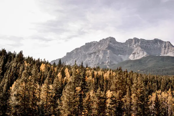 Kanada Kayalıkları 'ndaki göz kamaştırıcı bir sonbahar ormanı engebeli, yüksek dağlara karşı canlı altın yapraklar sergiliyor. Yoğun yeşillikler ve renkli yaprak döken ağaçlar çarpıcı bir kontrastlık yaratır.