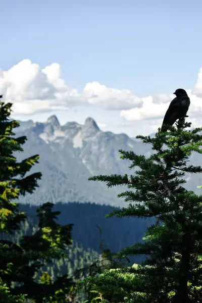 Arkadaki engebeli dağ zirveleri tarafından çerçevelenmiş bir çam ağacının tepesine tünemiş çarpıcı bir kuş silueti. Katmanlı ormanlık yamaçlar, yumuşak doğal ışıkla yıkanmış, yumuşak beyaz bulutlarla kaplı..