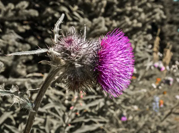 Canlı, mor bir devedikeni, dikenli dokusunu ve çarpıcı rengini sessiz, doğal bir arkaplana karşı sergiliyor. Dayanıklılığı ve güzelliğiyle tanınan devedikeni, vahşi doğada gelişir..