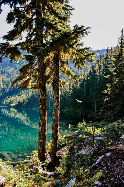 Huzurlu bir orman sahnesinde kristal berraklığında bir göl, çevresini çevreleyen yemyeşil ağaçları yansıtıyor. Bir kuş zarif bir şekilde suyun üzerinde süzülür. Canlı yeşillikler ve huzurlu ortam, dokunulmamış güzelliğin özünü yakalıyor..