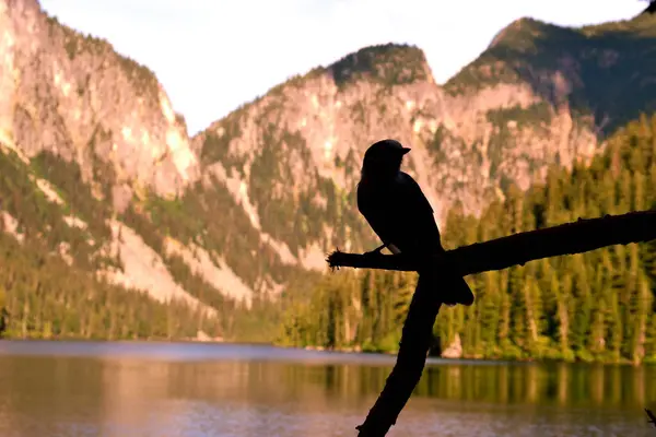 Bir kuş bir dala tünemiş, silueti yüksek dağ zirvelerine ve sakin bir alp gölüne karşı çerçevelenmiş. Altın ışıkla yıkanan sahne, vahşi doğanın, sakin suların, sık ormanların ve engebeli uçurumların uyumunu yakalıyor..