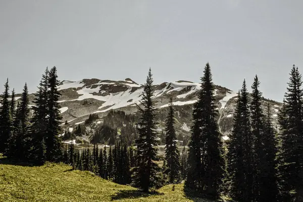 Karla kaplı zirveler, Rocky Dağları 'ndaki yemyeşil ormanların ve yemyeşil çayırların üzerinde yükselir. Bu manzaralı manzara, engebeli arazinin huzurlu doğal manzaralarla buluştuğu Kanada vahşi doğasının el değmemiş güzelliklerini yakalar..