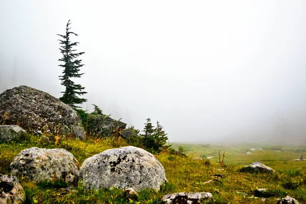 Sis kaplı sisli bir alp çayırı dağınık kayalar ve daima yeşil ağaçlarla kaplı, dingin ve ruhani bir manzara yaratıyor. Canlı yeşillik, bu tenha dağ manzarasının huzur dolu güzelliğini vurgulayan yumuşak sisle çelişiyor..