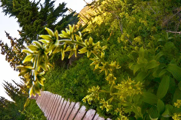 Dalgalı yeşillikler ve çiçek açan kır çiçekleriyle çevrili, yemyeşil bir çayırda süzülen ahşap bir patika. Güneş ışığı uzun yeşilliklerin arasından süzülür, dingin ve resimsel bir sahne yaratır..