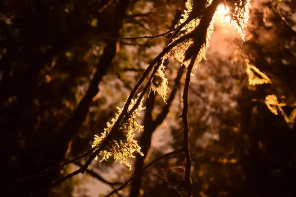 Altın güneş ışığı sık bir ormanın içinden süzülür, sıcak ve ruhani bir ışıltıyla yosun kaplı dalları aydınlatır. Yumuşak ışık, yosun ve yaprakların karmaşık dokularını vurgular, dingin ve büyülü bir orman manzarası yaratır..