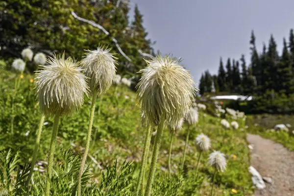 Batı Pasquefflawers 'ın eşsiz güzelliği Yaşlı Adam Bıyıkları' nın tohum sahnesinde. Alp çayırlarında bulunan bu tüylü, tüylü tohum başları yemyeşil araziye tuhaf bir cazibe katıyor..