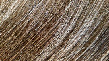 Hindistan cevizi liflerinden yapılmış süpürge kıllarının dokusu veya arkaplanı.