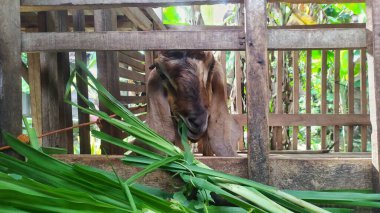 Keçiler ahşap bir kafeste ot yiyorlar. Endonezya 'da Cava keçisi.