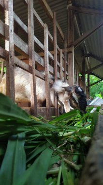 Goats eating grass in a wooden cage. Javanese goat in Indonesia. clipart