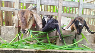 Goats eating grass in a wooden cage. Javanese goat in Indonesia. clipart