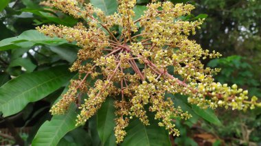 Mango ağacının sarımsı beyaz çiçeklerine yakın çekim. Arkaplan yaprakları yeşil.