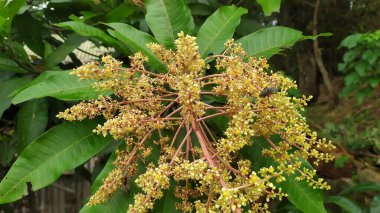 Mango ağacının sarımsı beyaz çiçeklerine yakın çekim. Arkaplan yaprakları yeşil.