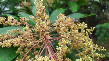 Mango ağacının sarımsı beyaz çiçeklerine yakın çekim. Arkaplan yaprakları yeşil.