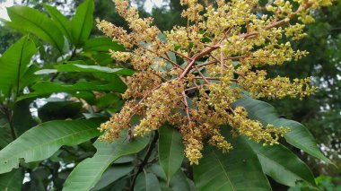Mango ağacının sarımsı beyaz çiçeklerine yakın çekim. Arkaplan yaprakları yeşil.