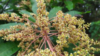 Mango ağacının sarımsı beyaz çiçeklerine yakın çekim. Arkaplan yaprakları yeşil.