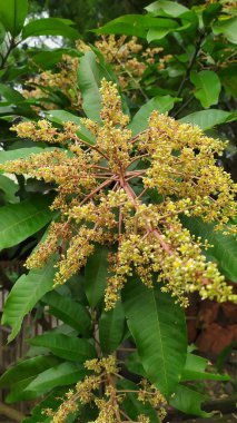 Mango ağacının sarımsı beyaz çiçeklerine yakın çekim. Arkaplan yaprakları yeşil.